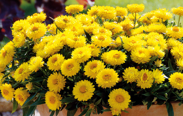 Immortelle à bractées ‘Totally Yellow’