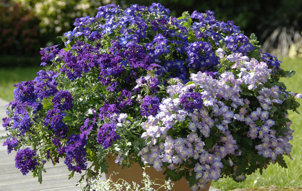 Verveine Vepita (Verbena)