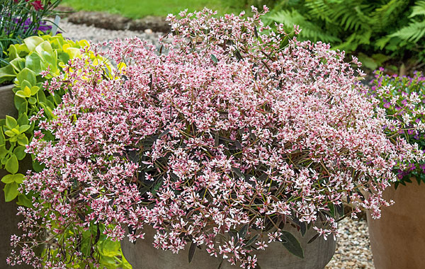 Rosa Zauberschnee Shades in Pink
