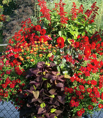 composition en rouge pour le balcon