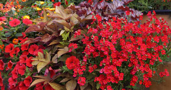 Plantez votre balcon en rouge et bonze!