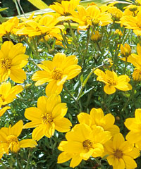 Bidens  Rockstar