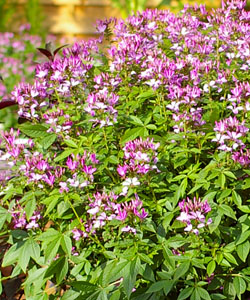 Spinnenblume  Señorita Rosalita