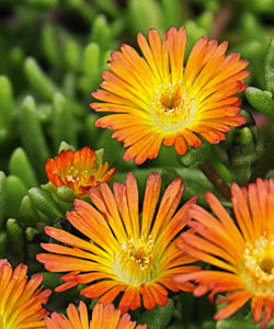 Mittagsblume WHEELS OF WONDER Orange