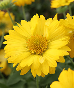 Kokardenblume SUN BUDDIES Yellow