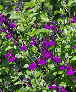 Sommer-Salbei VISIONAL Purple