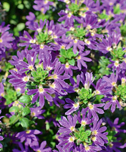 Blaue Fächerblume SURDIVA Violet Blue