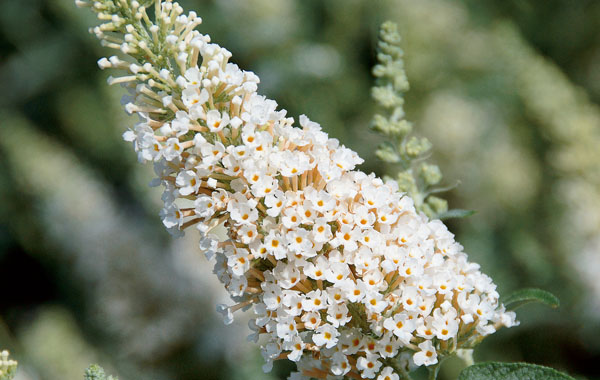 Buddleja BUZZ Ivory