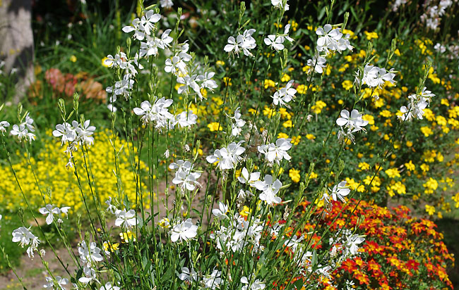 Prachtkerze (<i>Gaura</i>)