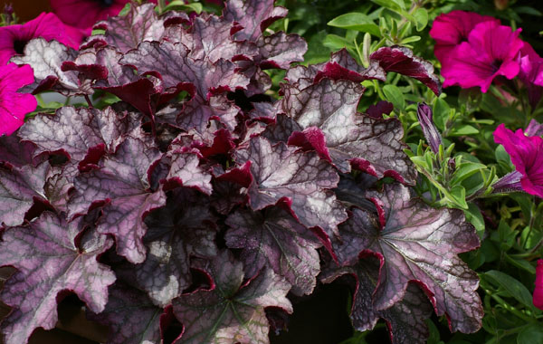 winterhartes Purpurclöckchen (Heuchera)