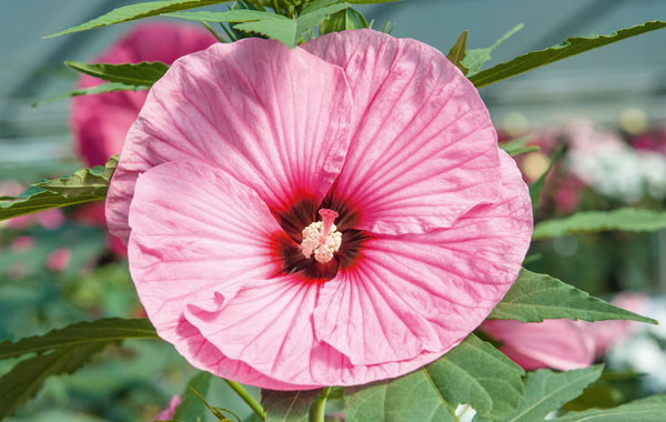 Stauden-Hibiskus SUMMERIFIC