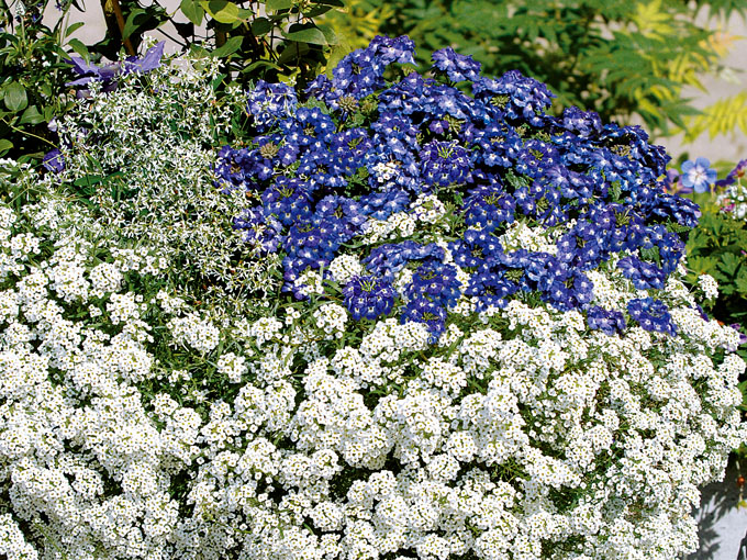 Blumen in weiß und blau für die Terrasse