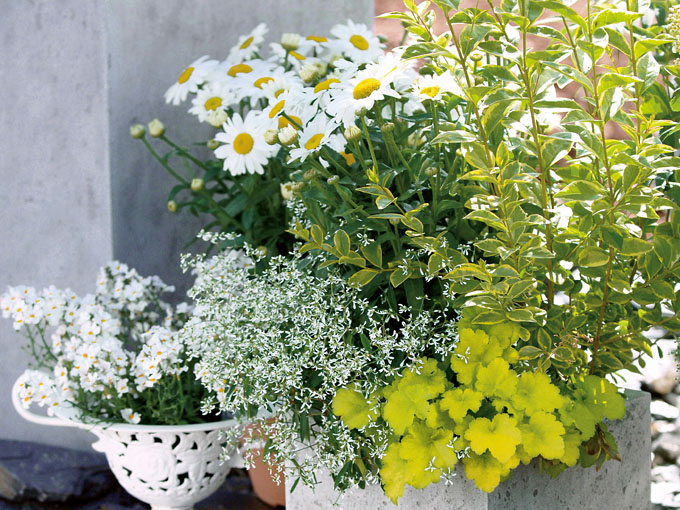Terrassengestaltung mit gelben und weißen Gartenpflanzen.