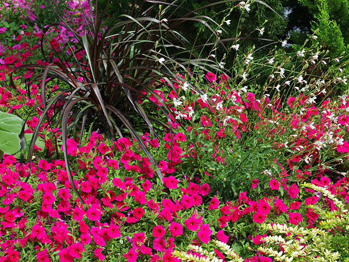 Petunie Vista im Gartenbeet