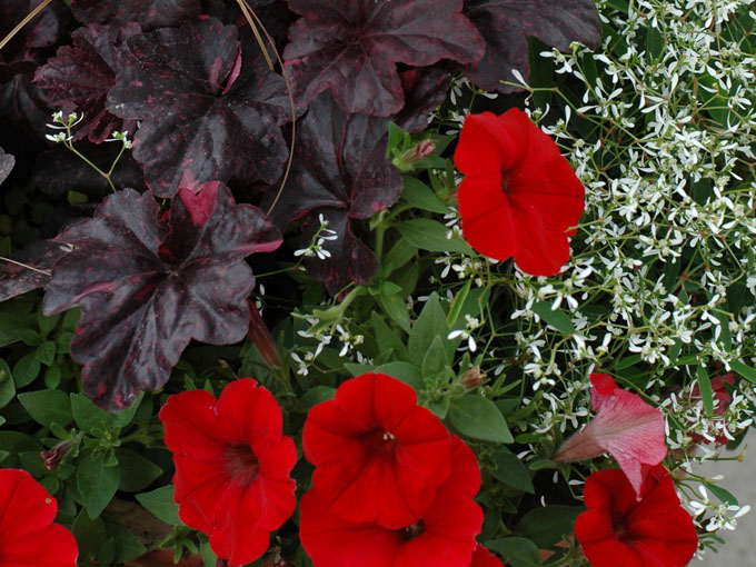 Un ensemble floral rouge pour la terrasse.